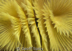 lovely patterns formed by this featherduster worm by Geoff Spiby 